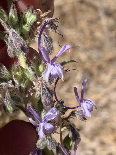 iNaturalist observation photo of Vinegar Weed