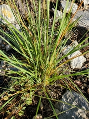 Setaria reverchonii