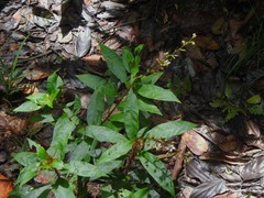 Sauvagesia elata