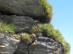 Fascicularia bicolor