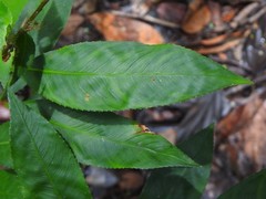 Sauvagesia elata