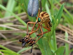 Diogmites crudelis