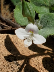 Carlowrightia torreyana