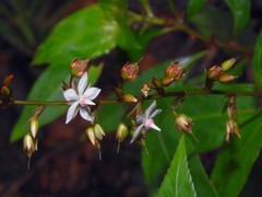 Sauvagesia elata