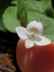 Carlowrightia torreyana