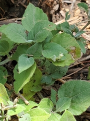 Carlowrightia torreyana