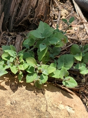 Carlowrightia torreyana
