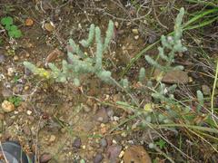 Aspalathus muraltioides