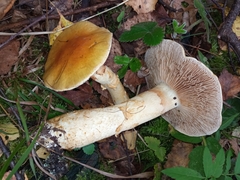 Cortinarius triumphans