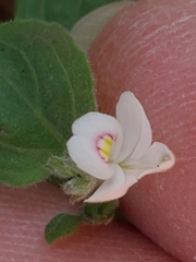 Carlowrightia torreyana