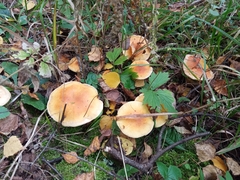 Cortinarius triumphans