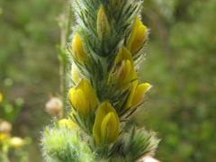 Aspalathus muraltioides