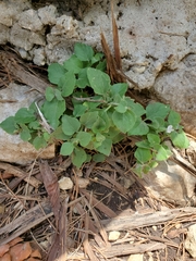 Carlowrightia torreyana