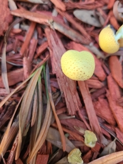 Leucocoprinus birnbaumii image