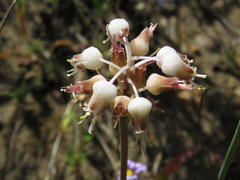 Lachenalia polyphylla