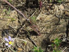 Lachenalia polyphylla