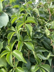 Parthenocissus