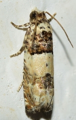 Epinotia thapsiana