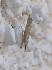 Agriphila trabeatellus
