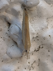 Agriphila trabeatellus