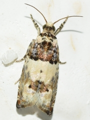 Epinotia thapsiana