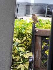 Passer domesticus image