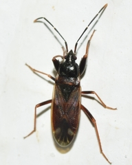 Eremocoris fenestratus