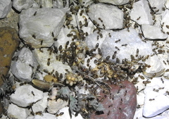 Tenuirostritermes