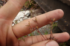 Thalictrum squarrosum