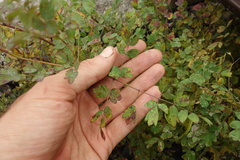 Thalictrum squarrosum