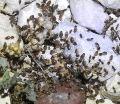 Tenuirostritermes