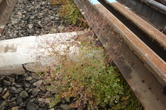 Thalictrum squarrosum