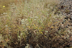 Caryopteris mongholica
