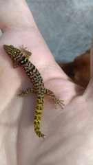 Cope's Least Gecko photo 4
