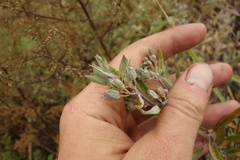 Caryopteris mongholica
