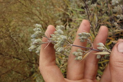 Caryopteris mongholica