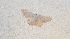 Idaea camparia