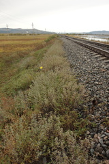 Caryopteris mongholica