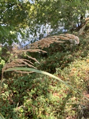 Sorghinae