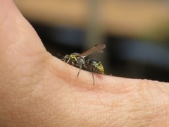 Protonectarina sylveirae