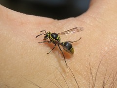 Protonectarina sylveirae