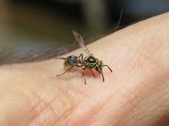 Protonectarina sylveirae