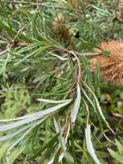 Banksia collina