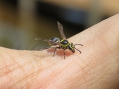 Protonectarina sylveirae