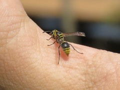Protonectarina sylveirae