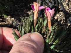 Oxalis droseroides