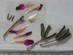 Oxalis droseroides