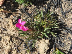 Oxalis droseroides