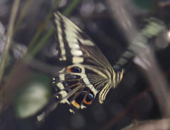 Papilio ophidicephalus phalusco