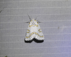 Philtraea paucimacula